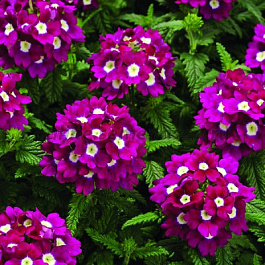 Вербена Тускани Бургунди виз Ай