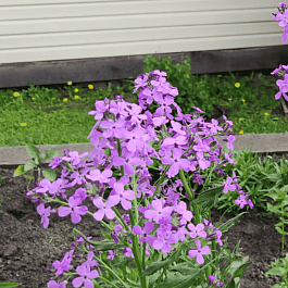 Вечерница Матроны