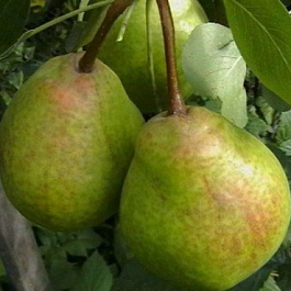 Груша плодовая Богатая