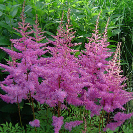 Астильба Арендса Аметист Астильба Арендса Аметист