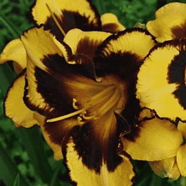 Лилейник Pumpkin Bandit