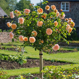 Роза Дувр Штамб