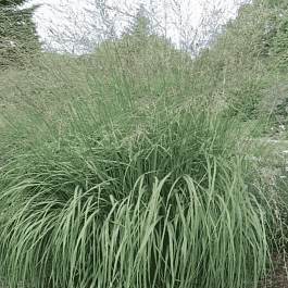 Молиния тростниковая Windspiel