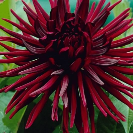 Георгина Nuit d'ete