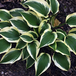 Хоста гибридная Лейксайд Спрус Гуз Хоста гибридная Лейксайд Спрус Гуз