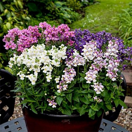 Немезия Севен Хевен Формула микс