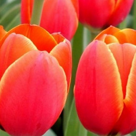 Тюльпан Триумф Эста Бонита