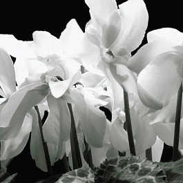 Цикламен персидский White