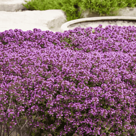 Тимьян ползучий Coccineus