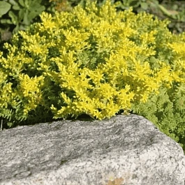 Очиток едкий Mini Ma