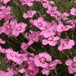 Гвоздика садовая Collection Pink Twinkle