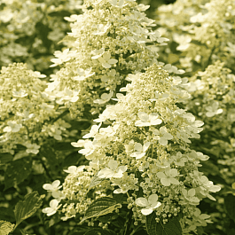 Гортензия метельчатая Early Harry