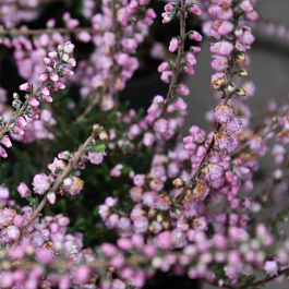 Вереск обыкновенный Аннемария Вереск обыкновенный Аннемария