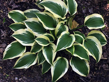 Хоста гибридная Лейксайд Спрус Гуз