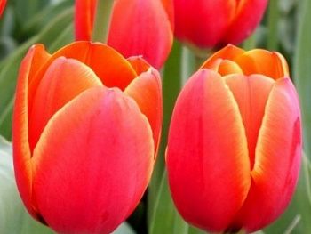 Тюльпан Триумф Эста Бонита