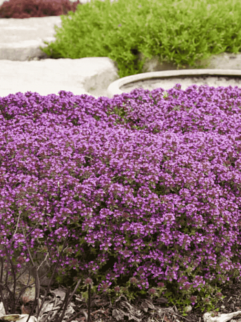 Тимьян ползучий Coccineus