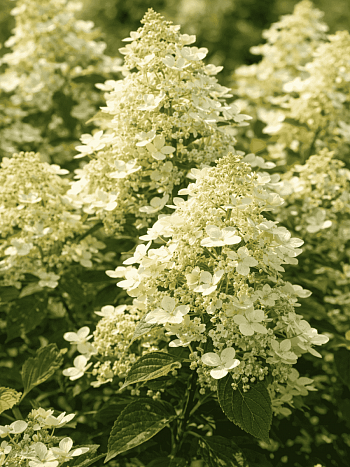 Гортензия метельчатая Early Harry