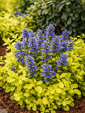 Живучка Feathered Friends Cordial Canary