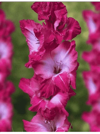 Гладиолус Jo Jo