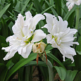 Амариллис махровый Арктик Нимф Амариллис махровый Арктик Нимф