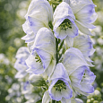 Аконит Кармихеля Cloudy