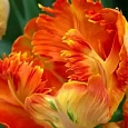 Тюльпан Parrot King
