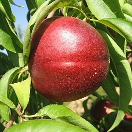 Нектарин Фантазия