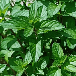 Мята Карамельная