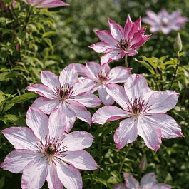 Клематис Omoshiro