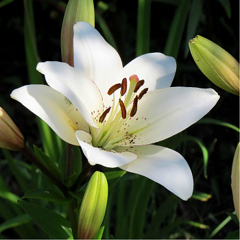 Лилия ЛА-гибрид Айлинер НАБОР 2ШТ (2+2)