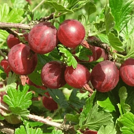 Крыжовник обыкновенный Салют