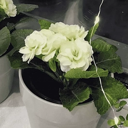 Примула махровая Hethor Petticote Creme