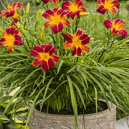 Лилейник EveryDaylily Red Rib