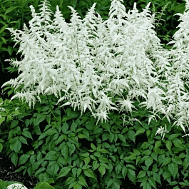 Астильба японская Deutschland