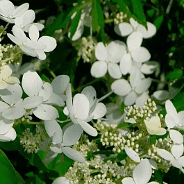 Гортензия метельчатая Magical Starlight