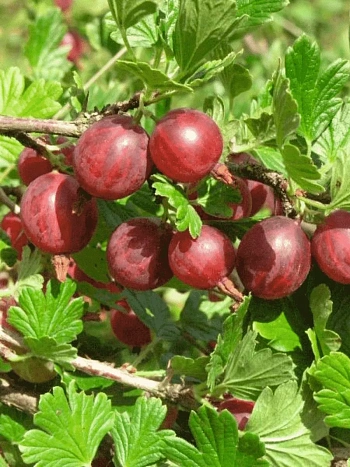 Крыжовник обыкновенный Салют