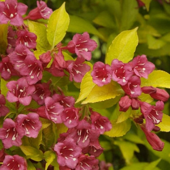 Вейгела цветущая Джинс Голд