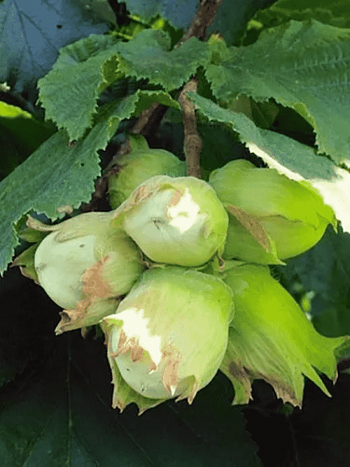 Фундук Садовый ранний