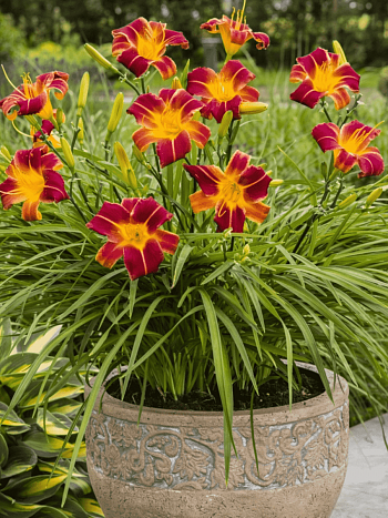 Лилейник EveryDaylily Red Rib