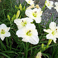 Лилейник гибридный White Temptation Лилейник гибридный White Temptation