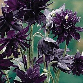 Аквилегия обыкновенная Barlow Black