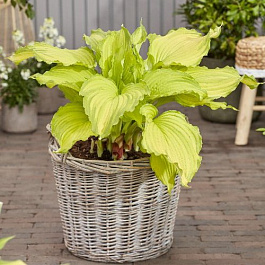 Хоста гибридная Фест Данс