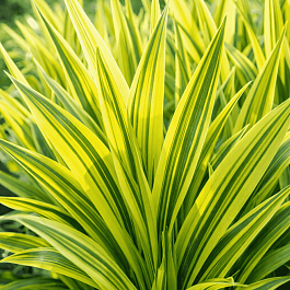 Фалярис тростниковый Arctic Sun