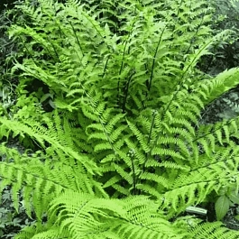 Кочедыжник женский Rotstiel