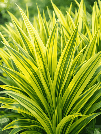 Фалярис тростниковый Arctic Sun