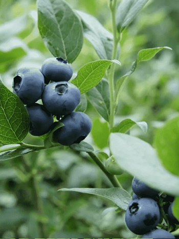 Голубика высокорослая North Blue
