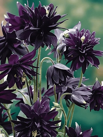 Аквилегия обыкновенная Barlow Black