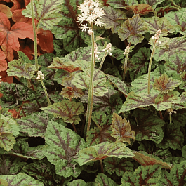 Тиарелла Sunset ridge