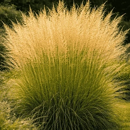 Молиния голубая