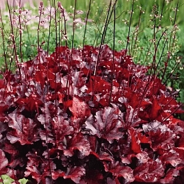 Гейхера Melting Fire